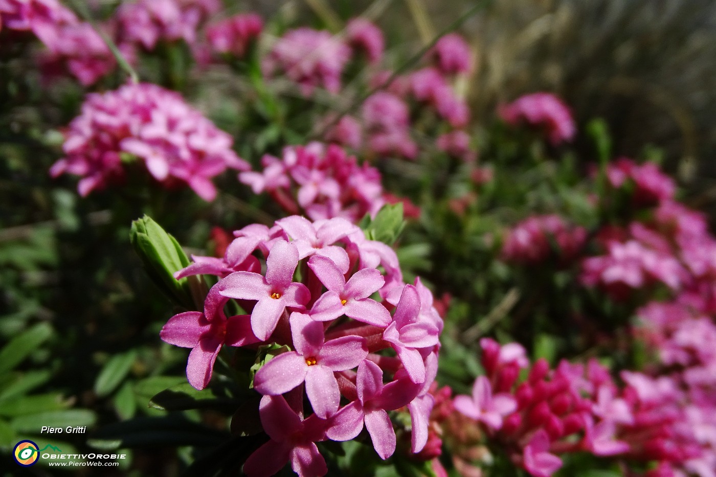 32 Dafne odorosa (Daphne cneorum) ...profumatiossima !.JPG